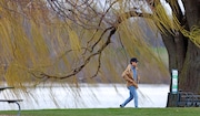 New growth on a Willow tree sway in the wind as a walker enjoys the springlike weather at Edgewater park. 