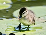 While it can be tempting to care for baby wildlife -- like this wood duckling -- and protect them from danger, they must learn the critical skills necessary to survive in the wild.